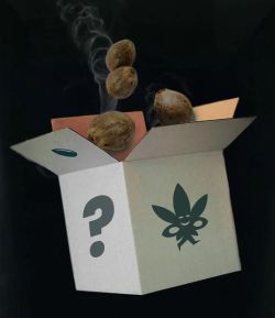 Mystery Box von Seed Supplier